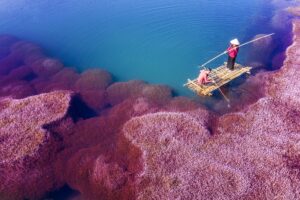 dangquangn pink algae 5389441 1920