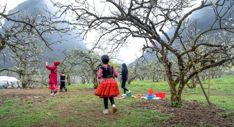 Mùa hoa mận Mộc Châu: tháng nào nở, ngắm ở thung lũng nào? 1 Mùa hoa mận Mộc Châu: tháng nào nở, ngắm ở thung lũng nào?